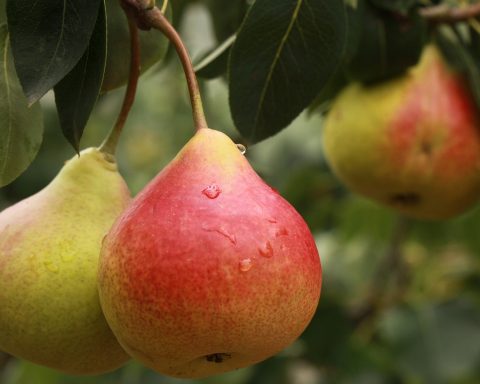 নাশপাতি Pears কেন খাবেন